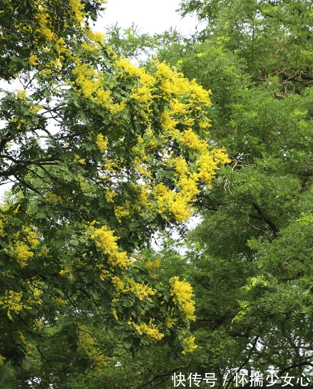栾树花开缀枝头 树满黄金醉怡人