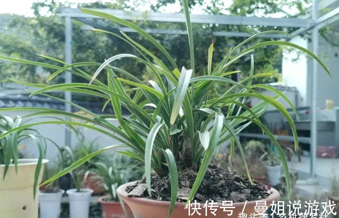 腐殖土|这样制作兰花植料，兰花不会烂根，花苞也更饱满