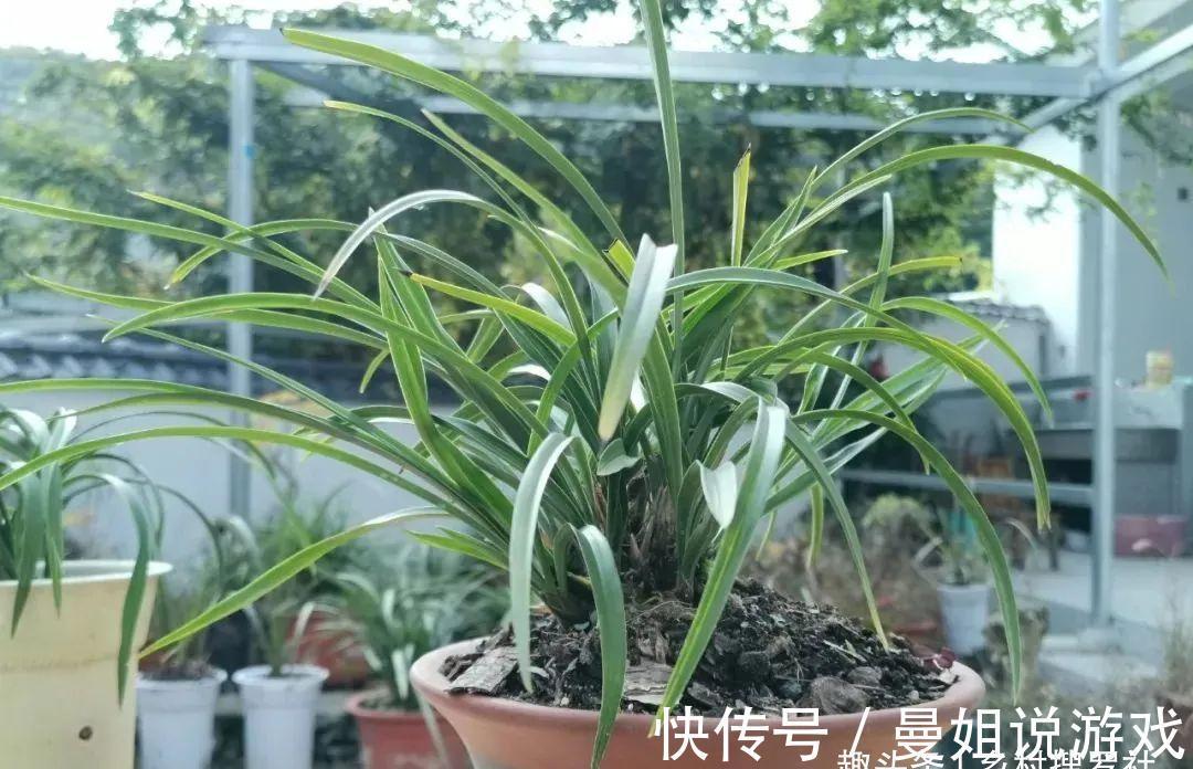 腐殖土|这样制作兰花植料,兰花不会烂根,花苞也更饱满