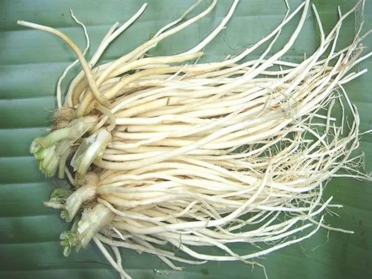 偏方|1个民间广为流传的痔疮偏方:十根韭菜,热水一泡,3日断根不复发