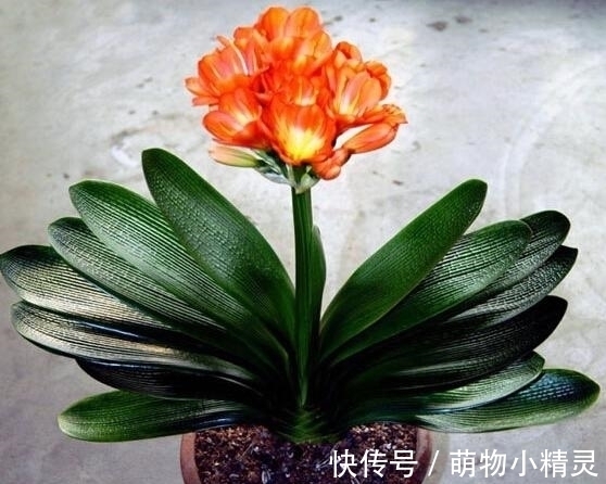 花盆|家庭养君子兰,谨记这几个要点,根系更健壮,爱长新叶子