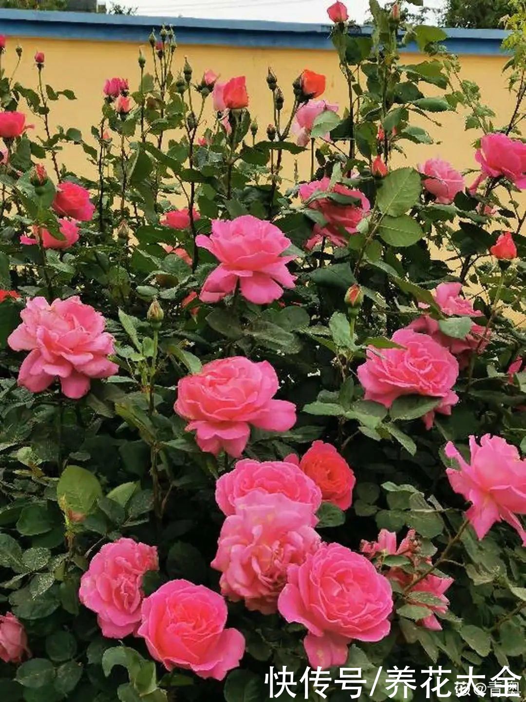 3种花“大花墙”，大门口随便种，年年都开爆