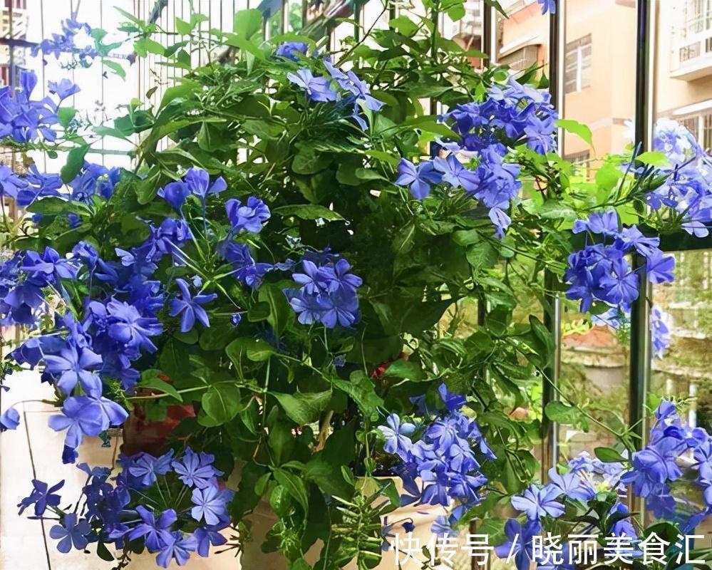 10种花“冷天”长得慢，“穷养”多晒更健壮，不然易烂根，难过冬