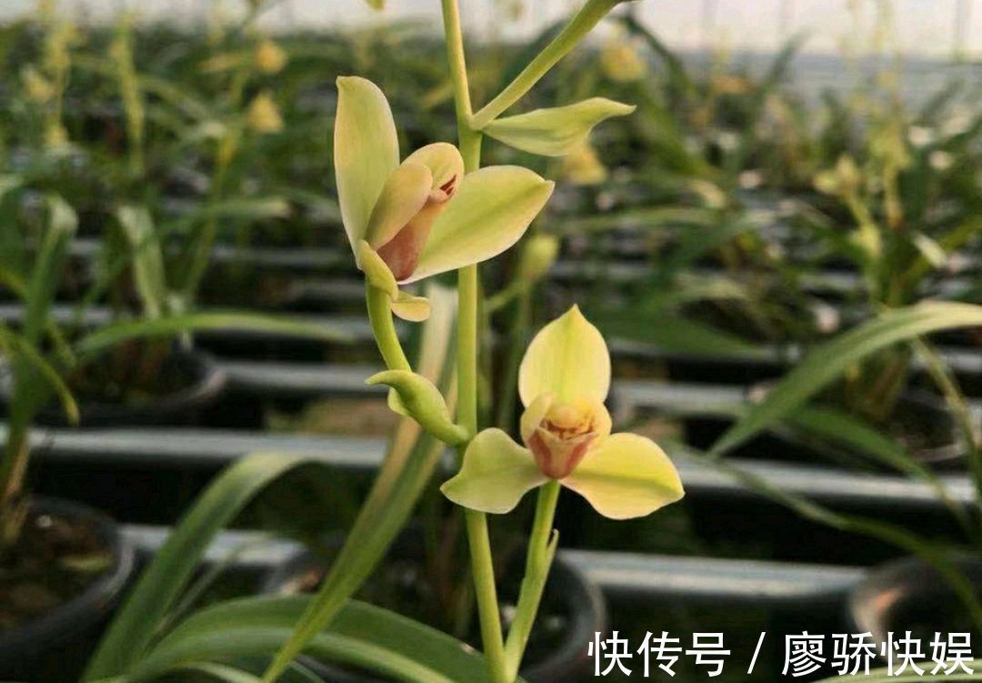 建兰夏皇梅|花300块买的建兰夏皇梅开花了,虽然只有一箭,不过好美好香哦