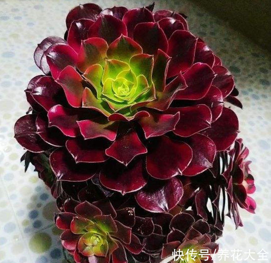 君子兰|越养越升值的6种花,养花相当于赚钱,你养了吗?