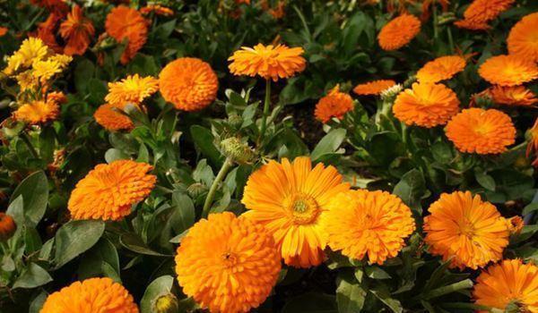 金盏菊华|喜欢菊花吗何不养盆“金盏菊”,花艳好养,花姿卓越,美艳迷人