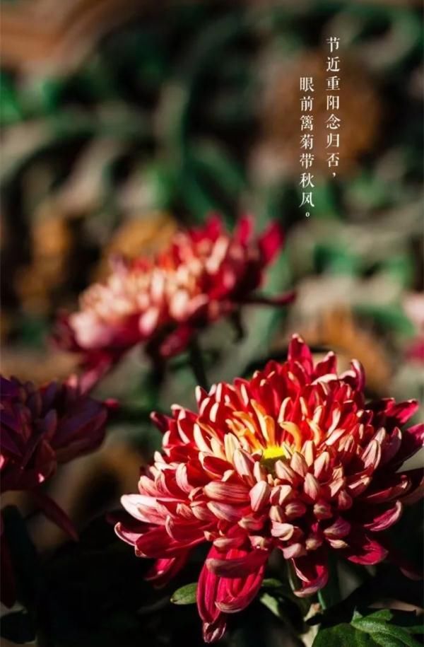 菊花酒$重阳节：这些习俗你记得多少?