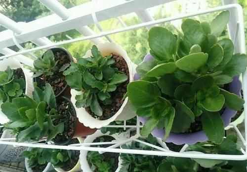 忌讳|养长寿花,将“4忌4喜”进行到底,爆盆开花只是分分钟的事情