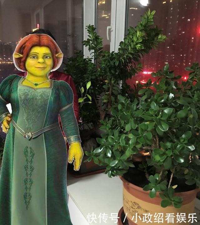 养了二十年的玉树开花了