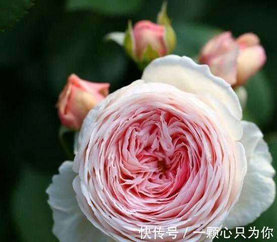 绿化带的月季没人管也开得很好,为啥自己家的月季就那么难养呢