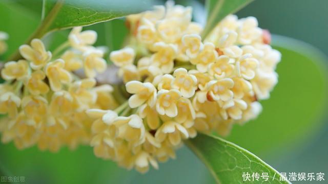 “桂花门前栽，贵人立门内”，桂花树这4个地方不宜栽，看完懂了