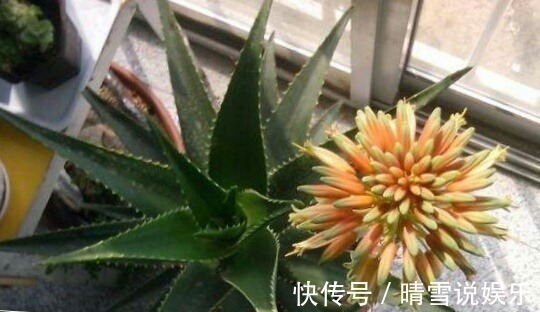 这9种花,特别适合新手养,越不浇水越爆盆,总有一款适合你!