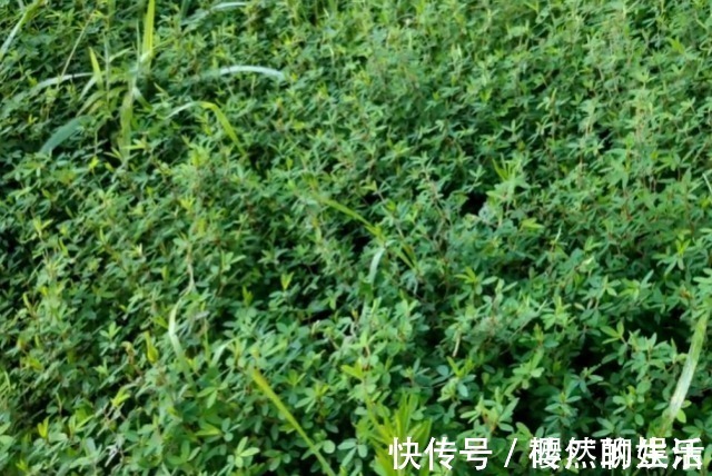农村|一种野草长得像苍蝇眼，俗称“掐不齐”，农村人用它治感冒发热