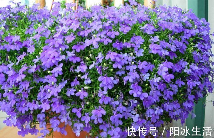 人养花,花也养人,4种花最适合养家里,好养不占地,烂漫迷人!