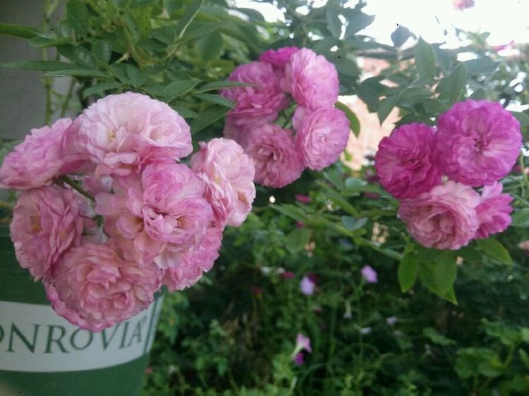 阳台养花,不妨养这些花卉,一年就能长成瀑布,花开美艳成花海