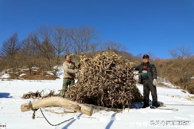 人家|鸭绿江畔村子仅1户人家，雪山上放牛，冬天上山砍柴