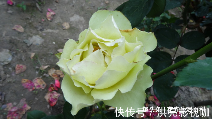 绿云玫瑰|喜欢菊花,不如养盆“精品玫瑰”绿云玫瑰,宛如碧玉,实属珍品!