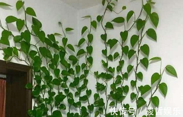 绿萝|这药片2元钱买100片,1个月后叶子疯长,大白根窜满盆!