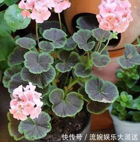 肥沃|养天竺葵,高温后别忘“修剪换盆”,新芽蹭蹭长,叶茂盛,花满枝