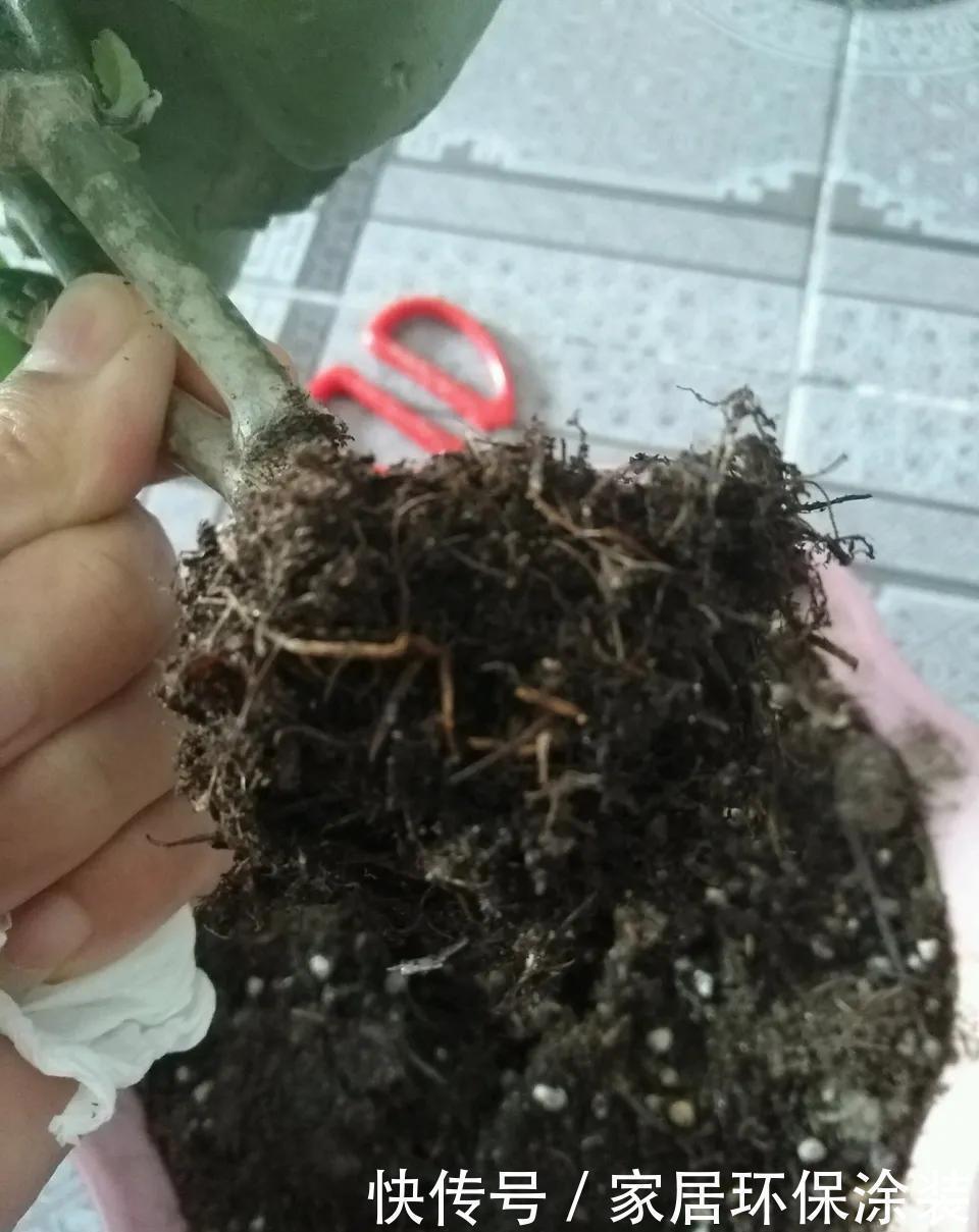 金钱树|容易被水浇死的“6种花”,养不活都是由于手太勤