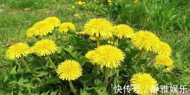 解毒|5种食物是天然的“强肝王”,经常吃一点,养肝排毒远离肝病