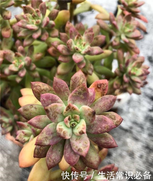 多肉烟煤病来袭，这5种特别容易得，一不小心叶子就没有了！