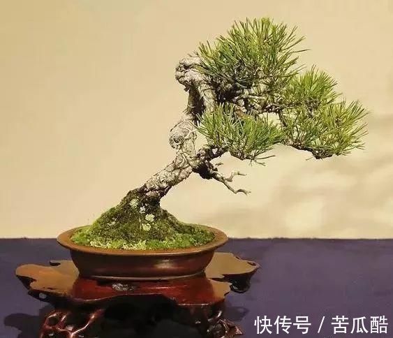 植物体|玩好盆景不容易，玩死它却是手到擒来