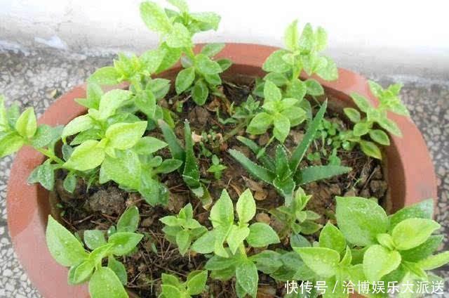 晾晒|家里养“3种花”,现在砍个头插盆里,一入秋就长不停!