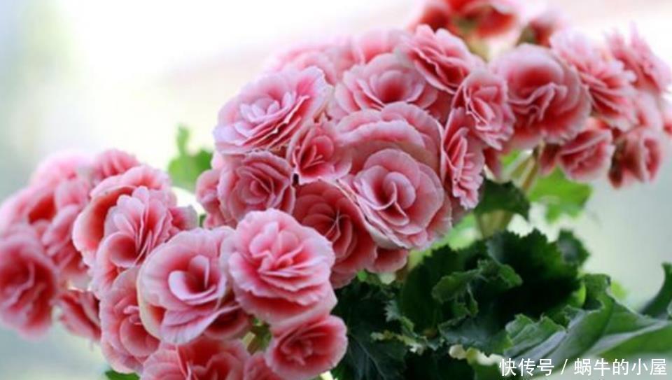 3种花好养又漂亮,随便养都爆盆,花美色艳,花儿轻松开爆盆