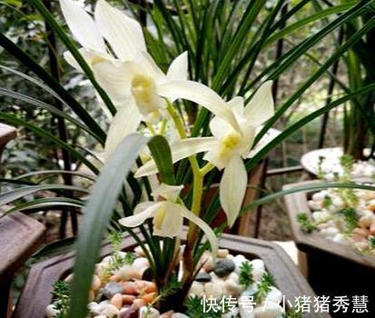 朋友们|养兰花是“大坑”这3种养护秘籍学会了,还愁兰花不爆盆