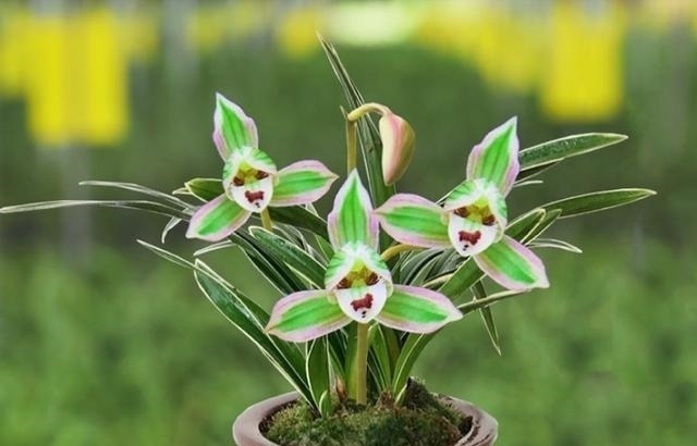 叶艺|兰中极品“帝王妃”,花色迷人,兰香浓郁,极具帝王气息,易打理