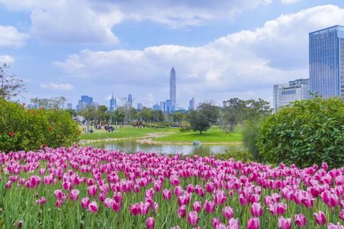 人气爆棚!春节假期深圳全市公园接待游客721万人次