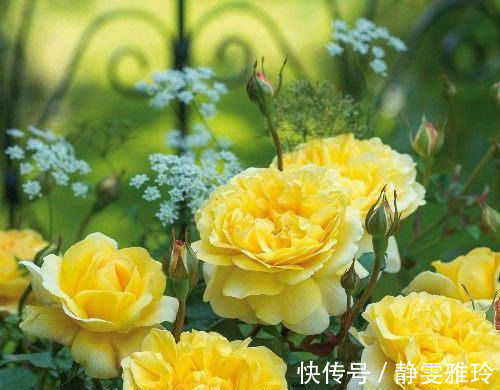 此花卉漂亮，仙气十足，花香怡人，花期长花量大，好养，盆栽佳品