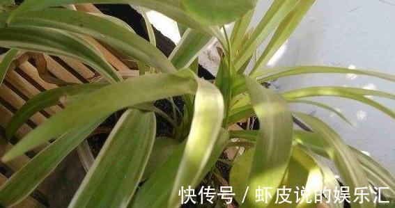 还用茶水浇花,这些坏处要知道,使用方法很重要,看看吧