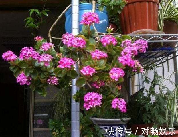 长寿花“沉默”不开花,剪下2根“重要枝”,1盆的花朵顶两盆