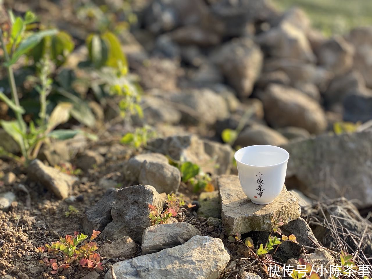 散茶|散茶和白茶饼哪个更值得收藏？听说压饼后不利于转化，是真的吗？