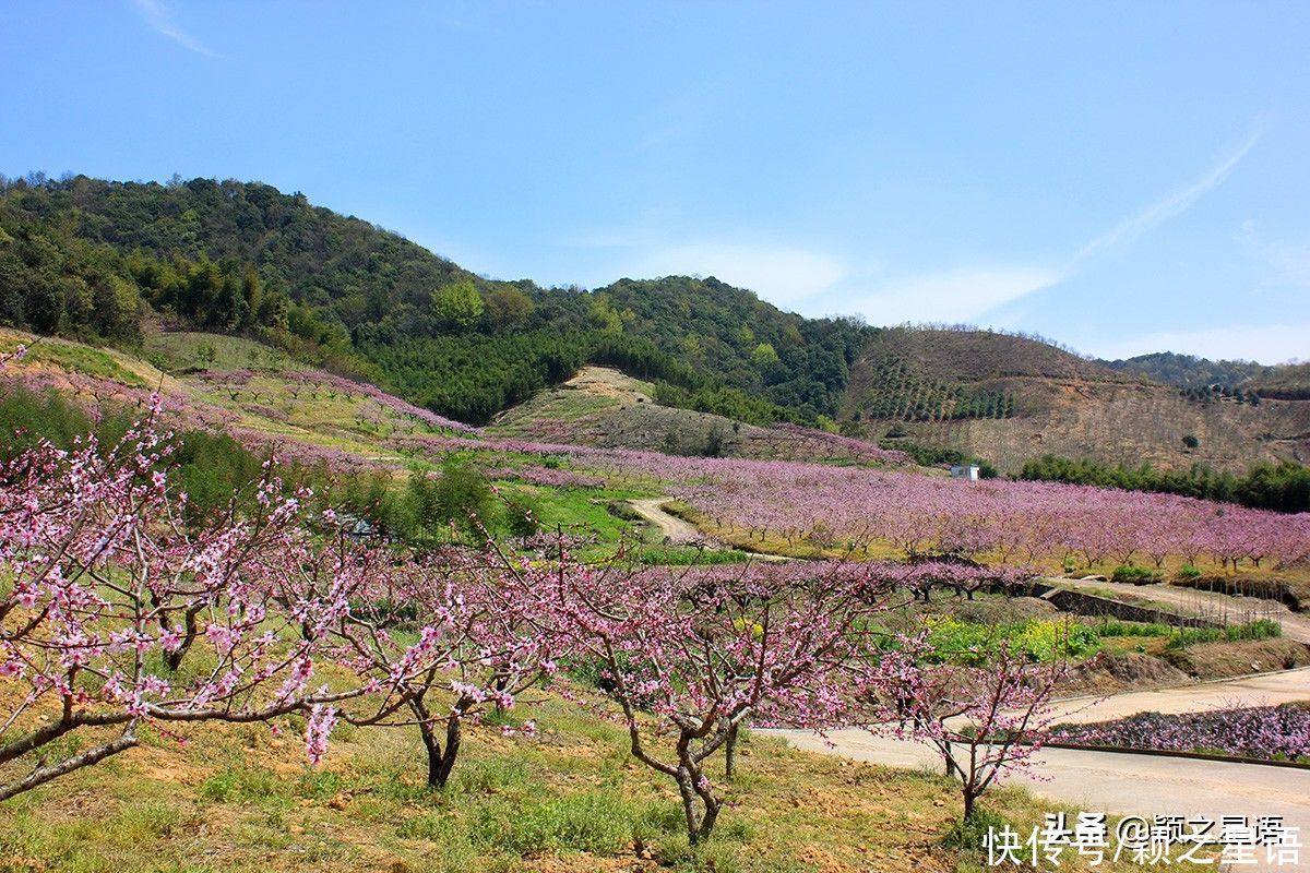 宁波第一免费赏梅地，梅开成海，春节打卡地