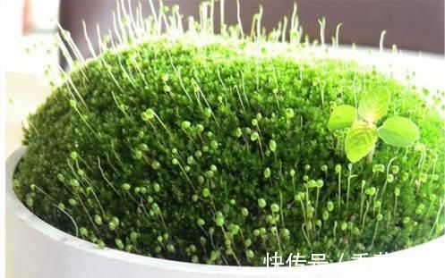 路边挖来的青苔,只需2个步骤,7天长成微景观,比买来的还漂亮