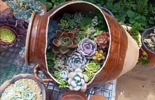 花草|以前常见的旧坛子、石槽,养上花草植物,就成了漂亮的盆景