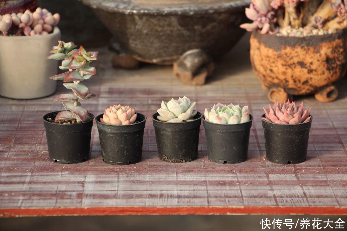 黄叶|家里通风差,不要养这3种花,黄叶招虫很麻烦