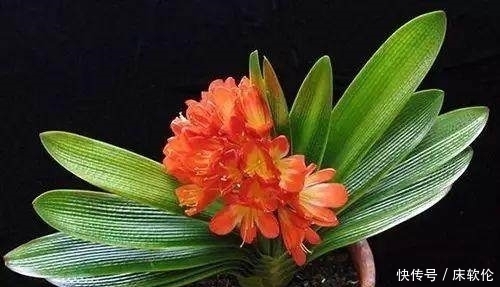 花友们|想要君子兰根壮叶绿不歪斜,养护时注意这点,君子兰蹭蹭直长爆盆