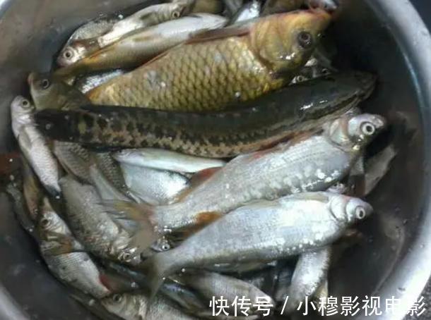 脂肪含量|过年吃鱼避开这4种,或是甲醛和重金属“携带者”,看完转给家人