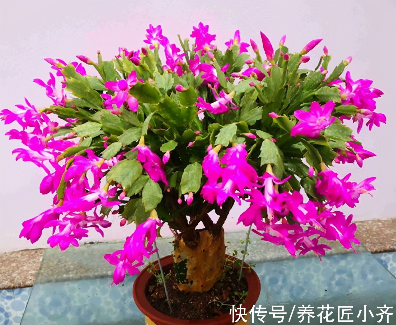 阳台|秋季阳台养花，首选这6种，只要有光照，花多易开爆