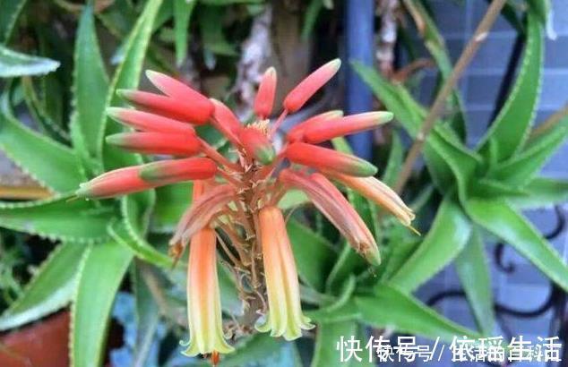 这四种绿植，十天半个月可以不浇水，爆芽、疯长到盆都装不下！