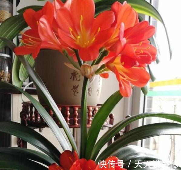 植株|秋天给君子兰，少做一件事，换盆白费力，做好了根系壮开花旺