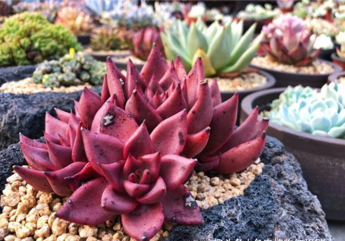 植物|多肉植物为什么会变色?科学家的养肉秘籍,4招教你给多肉上色
