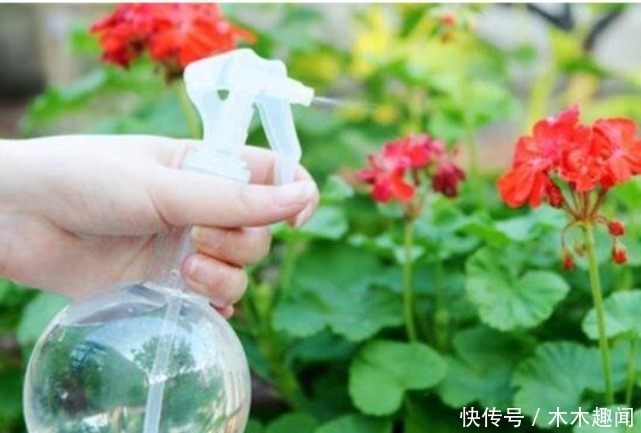 “一片小药片”养啥花都旺,比黄豆水好用10倍,花卉蹭蹭长爆盆