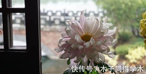 养花试试这几款，红艳又不媚俗，顶天立地的姿态，英雄般壮观