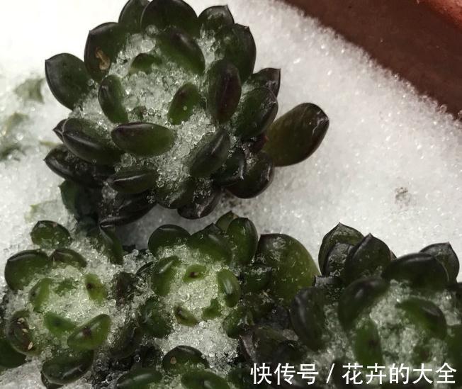多肉黑腐烂根，这几招可以让你的多肉起死回生，你了解过嘛