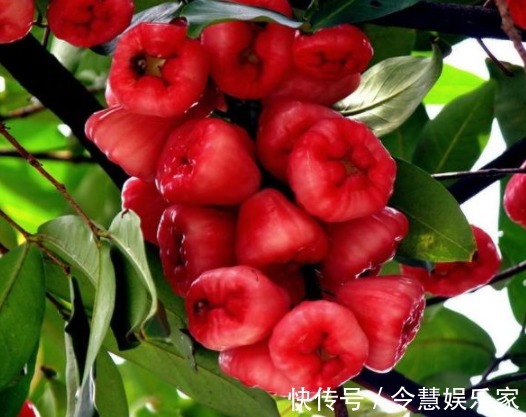 常吃|女人常吃一物,排除体内湿气,远离妇科炎症,子宫越来越好